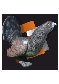 Animal 3D ELEVEN blackcock EP
