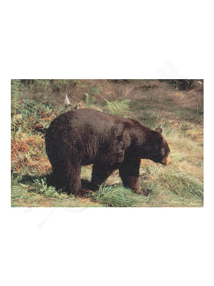 6.3. Fotografia Medveď Delta 100x70 cm