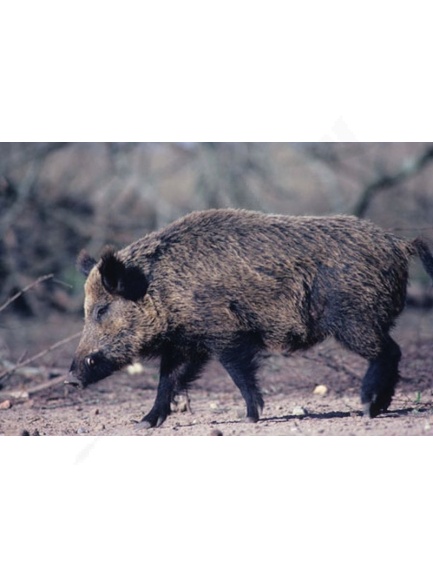 7. papierový 2D terč diviak Maximal (6011)