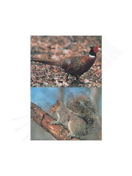 5.2. terč 2D bažanta a veveričky na jednom plagáte Delta (6037)