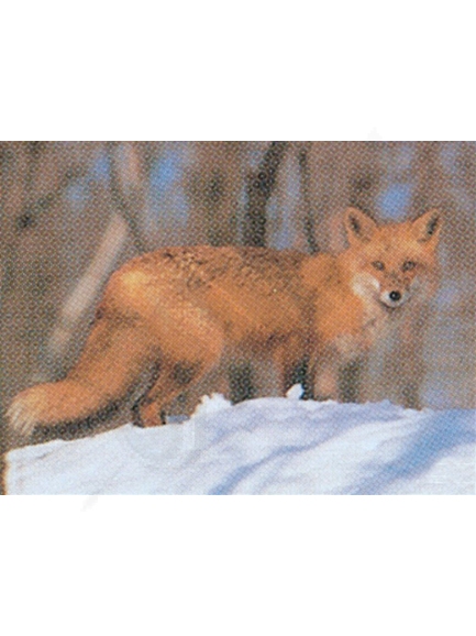 5.0. Fotografia Delta líška na snehu 71 x 53 cm (60513)